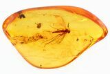 Detailed Fossil Fungus Gnat (Mycetophilidae) In Baltic Amber #310965-1